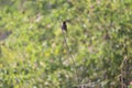 A lonely brown color spice finch on a twig in a hot sunny day. Birds are always volatile and scary to any moving creatures.