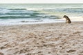 Lonely brown dog sitting on the beach waiting for someone Royalty Free Stock Photo