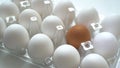 Lonely brown egg in box together with white ones. Difference concept, individuality. Royalty Free Stock Photo