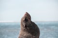 Lonely brown fur seal on the ocean on a sunny morning Royalty Free Stock Photo