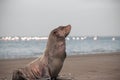 Lonely brown fur seal on the ocean on a sunny morning Royalty Free Stock Photo