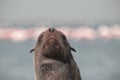 Lonely brown fur seal on the ocean on a sunny morning Royalty Free Stock Photo