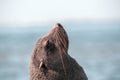 Lonely brown fur seal on the ocean on a sunny morning Royalty Free Stock Photo