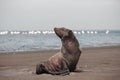 Lonely brown fur seal on the ocean on a sunny morning Royalty Free Stock Photo