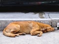 Lonely Brown Stray Dog Sleeping on the Floor