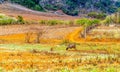 A lonely buffalo on the highland