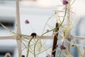 Lonely bug crawling on the plant. Royalty Free Stock Photo