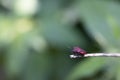 A lonely bug on a small twig in the day light waiting for friends. Royalty Free Stock Photo