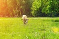 Lonely bull, a cow grazing in a meadow Royalty Free Stock Photo