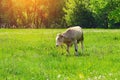 Lonely bull, a cow grazing in a meadow Royalty Free Stock Photo