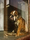 Lonely Bull Dog In A Window Royalty Free Stock Photo