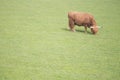 Lonely Bull grazing in field