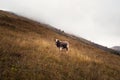 Lonely bull in a mountain pasture, early foggy morning. Funny young brown bull with a curly forehead poses on a misty steep