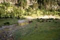 lonely bull resting in a mountain creek in Odesa National Park, Spanish Pyrenees