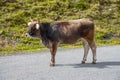 Bull in the Kaunertal