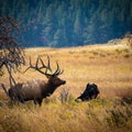 Lonely Bull in Rut Season