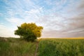 A lonely bush in fields with evening light in spring time. Royalty Free Stock Photo