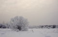 Lonely bush with hoarfrost Royalty Free Stock Photo