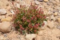 Lonely bush with pink flowers in the Negev desert in Israel. Royalty Free Stock Photo