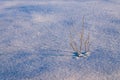 lonely bush on a snowy plain