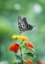 The lonely butterfly Royalty Free Stock Photo