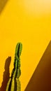 Lonely cactus in yellow backround