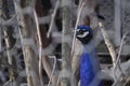 Lonely caged colored male peacock