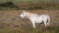 A Lonely Camargue Horse (Cheval de Camargue) Royalty Free Stock Photo