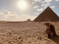 A lonely camel against the backdrop of the setting sun and a stone pyramid