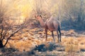 lonely camel in the australian outback