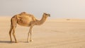 Lonely Camel in the desert