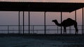 Lonely camel at a farm during sunset