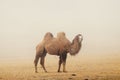 Lonely Camel in the misty grassland landscape