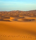 Lonely camel in Sahara Desert in sunset