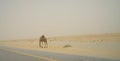 A Lonely Camel On The Road In The Desert Of Saudi Arabia