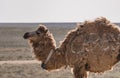 A lonely camel walks in the Kazakh steppe on a hot summer day Royalty Free Stock Photo