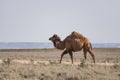 A lonely camel walks in the Kazakh steppe on a hot summer day Royalty Free Stock Photo