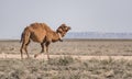 A lonely camel walks in the Kazakh steppe on a hot summer day Royalty Free Stock Photo