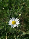 Lonely camomile flower with green grass background. Royalty Free Stock Photo