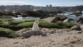 A lonely cat, frightened, sits on the sand on the ocean and is looking for its owner.