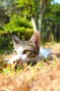 A lonely cat lying on grass Royalty Free Stock Photo