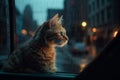 lonely Cat sit under rain on rainy street wet asphalt car traffic evening light big city houses