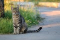 A lonely cat with smart look Royalty Free Stock Photo