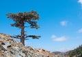 Lonely cedar tree in the mountains against blue Royalty Free Stock Photo