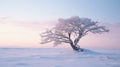 Lonely Cedarwood In Snowfield: Romantic Sunset Scenery