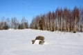 A lonely chair in the middle of snowy field on a background of birch trees and blue sky in winter - think creative Royalty Free Stock Photo
