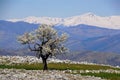 Old cherry tree on mehedinti plateau,romania