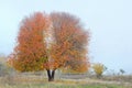 Lonely cherry tree Royalty Free Stock Photo