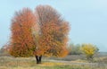 Lonely cherry tree Royalty Free Stock Photo