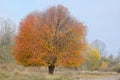 Lonely cherry tree Royalty Free Stock Photo